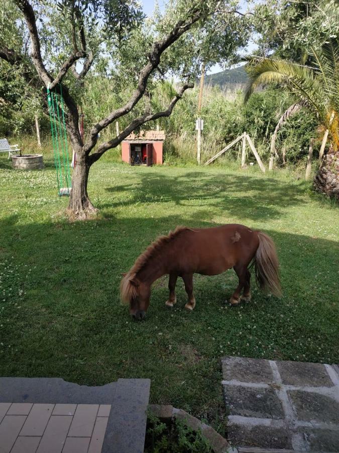 Il Poggio Degli Ulivi Apartment Trevignano Romano Luaran gambar